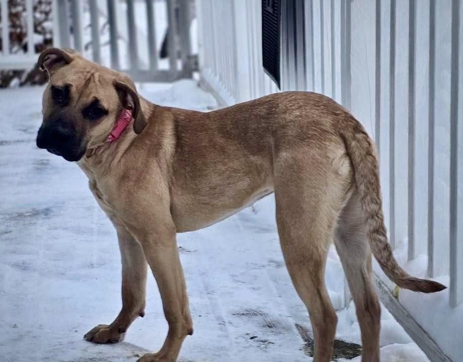 Rosey - Black Labrador Retriever available for adoption