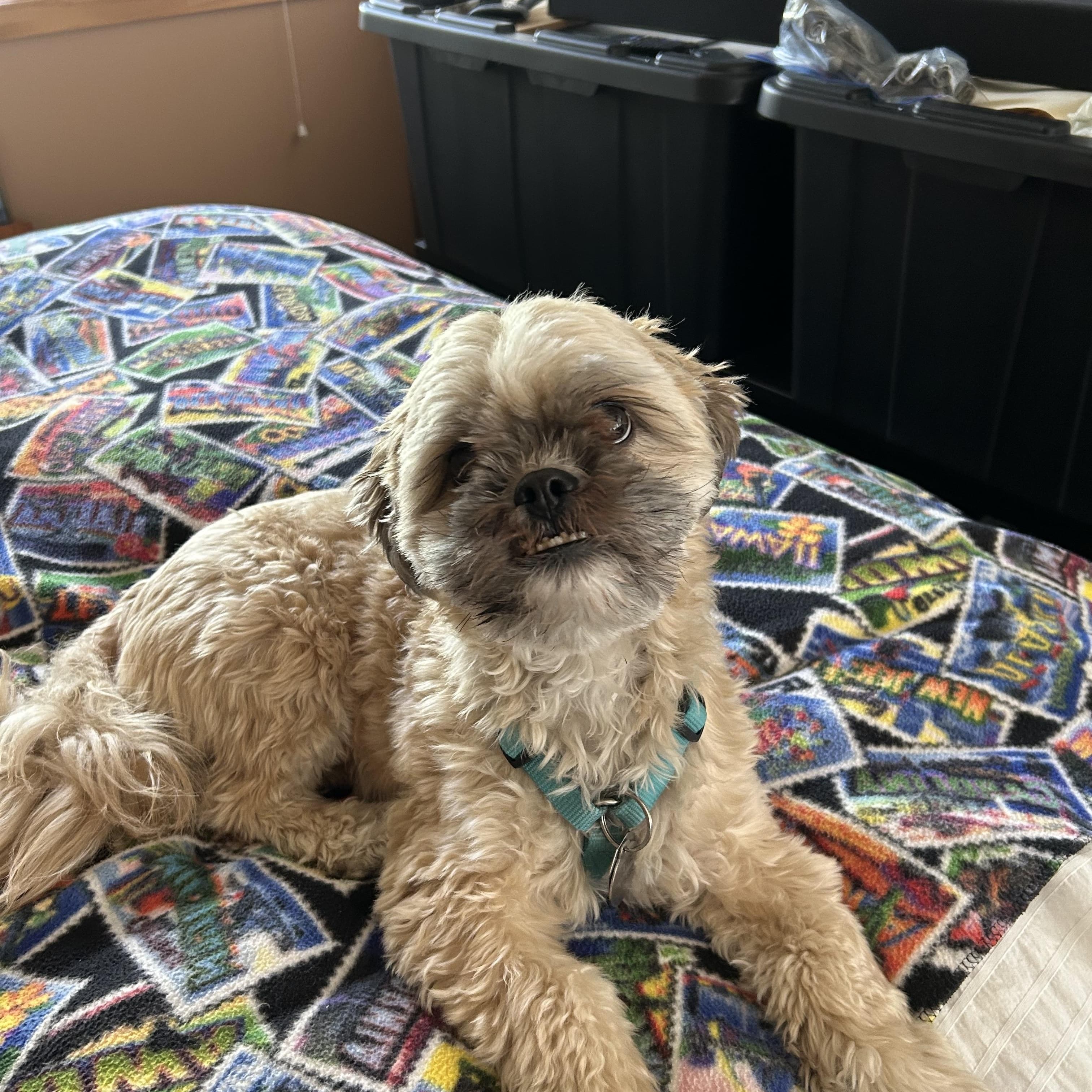 Chewy - Shih Tzu available for adoption