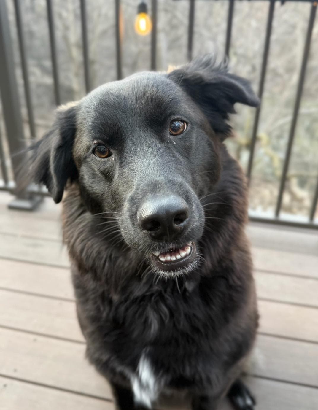 Mara - Retriever available for adoption