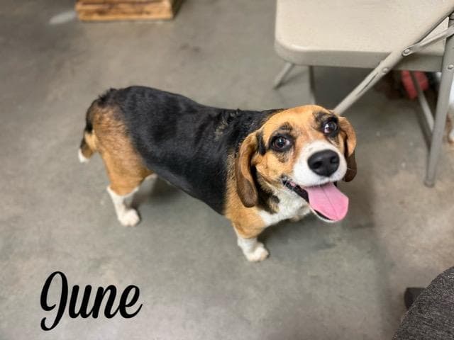 June - Beagle available for adoption