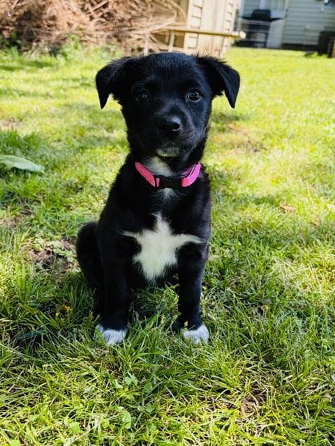 Amber - Mixed Breed available for adoption