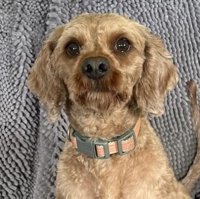 West - Cavalier King Charles Spaniel available for adoption