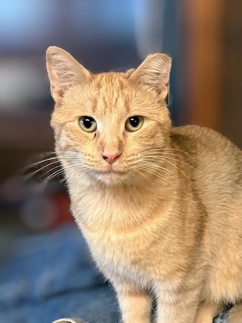 Mandarin - Domestic Short Hair available for adoption