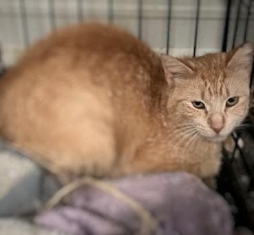 Mandarin - Domestic Short Hair available for adoption