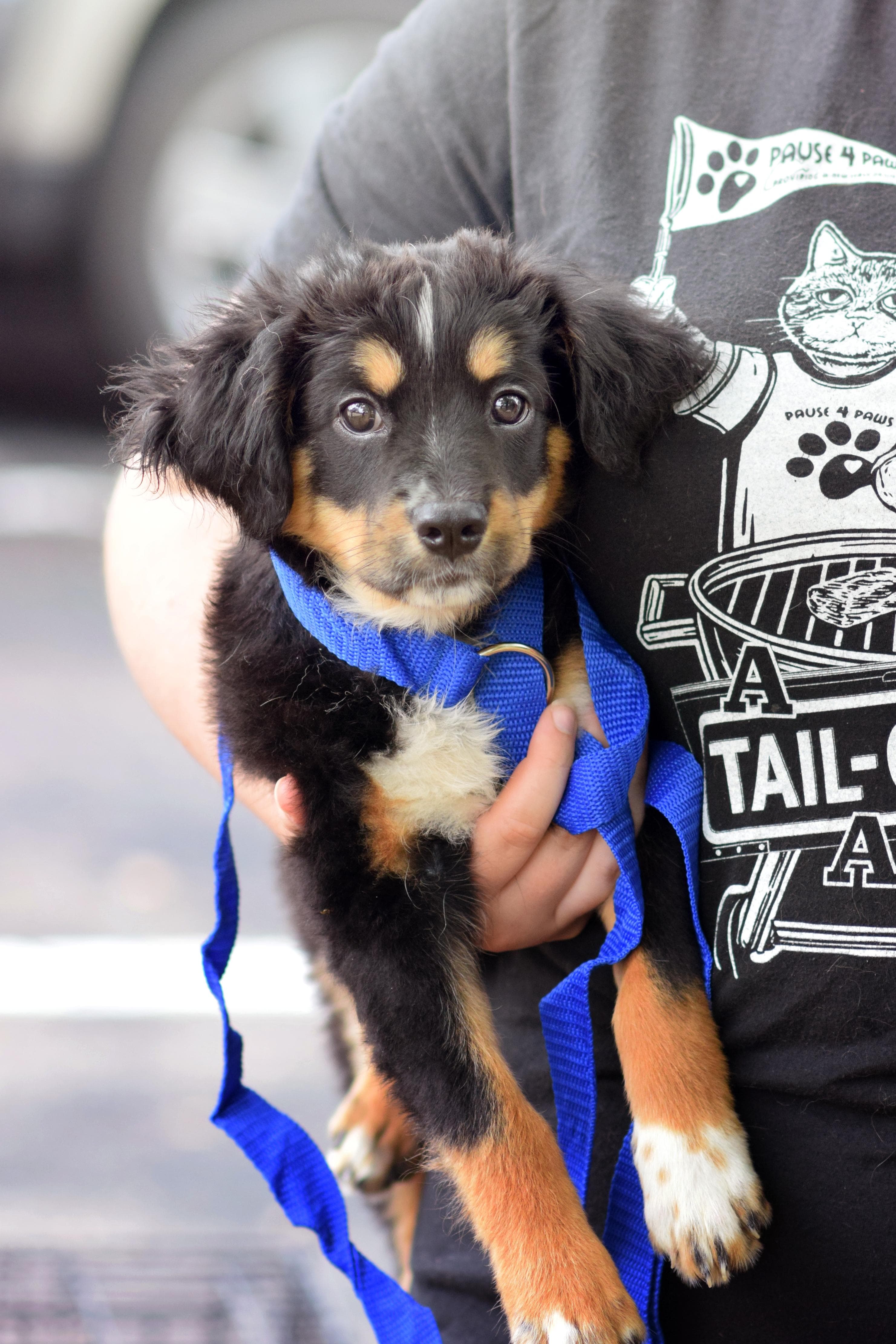 Squeak - Australian Shepherd available for adoption