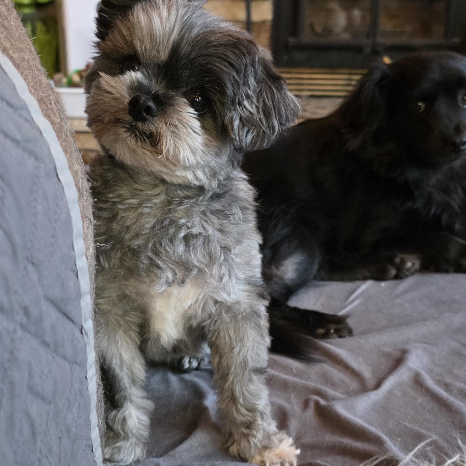 Boog - Shih Tzu available for adoption