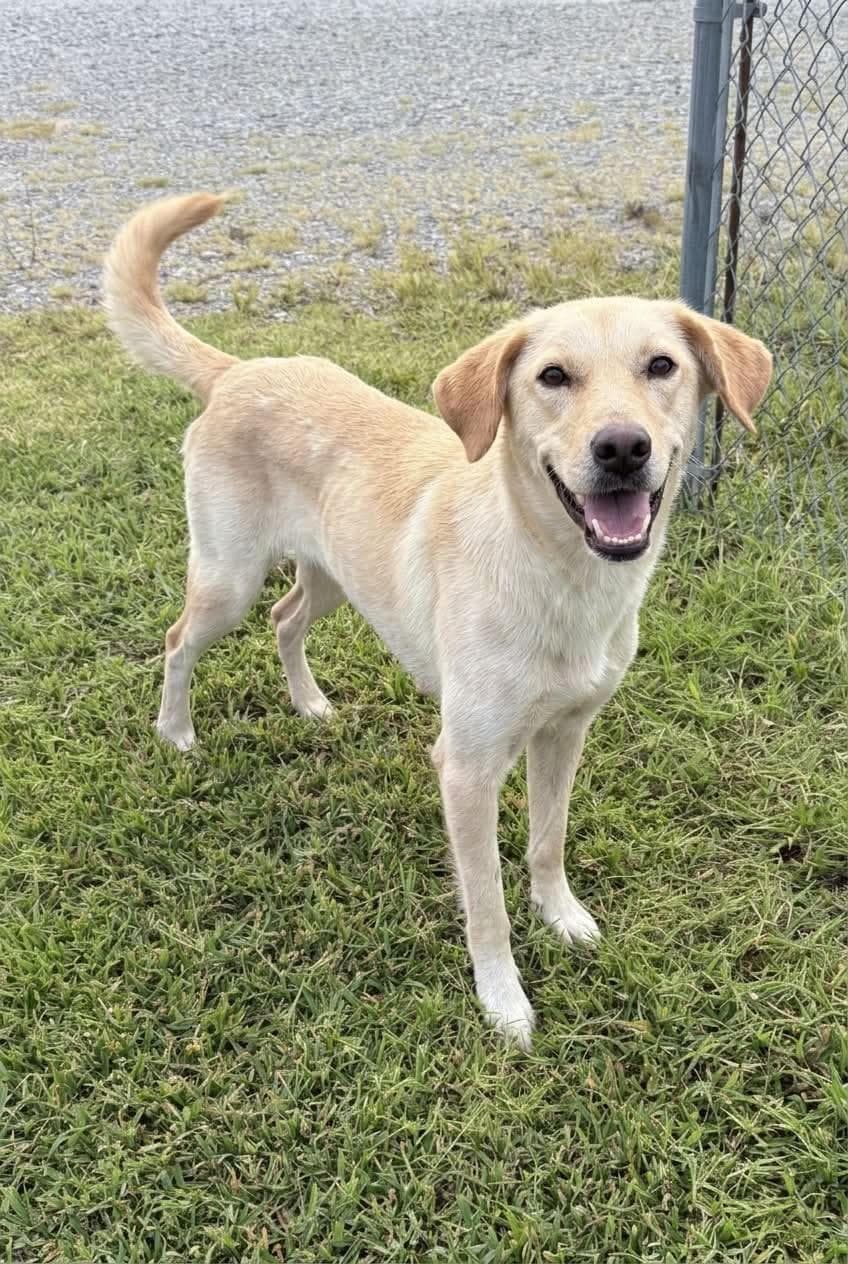 Kimmie - Foster Needed - Yellow Labrador Retriever available for adoption