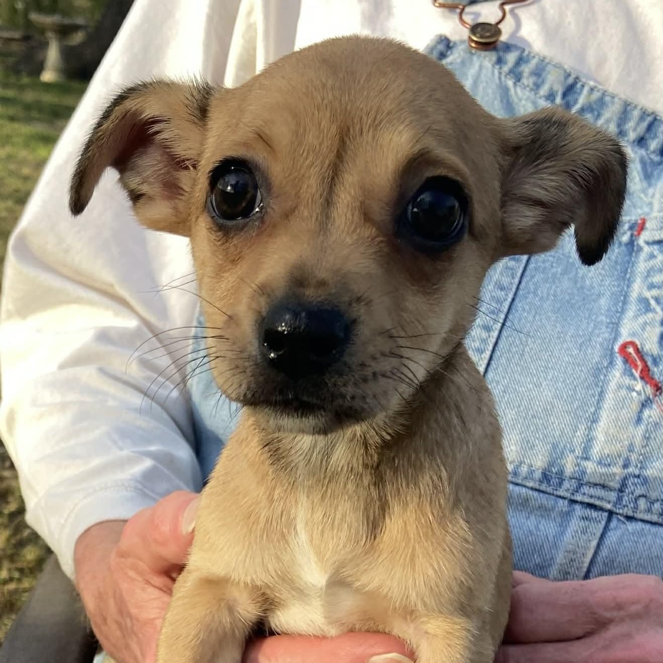 Wilma - Pug available for adoption