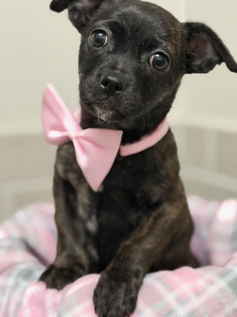 Betty - Pug available for adoption