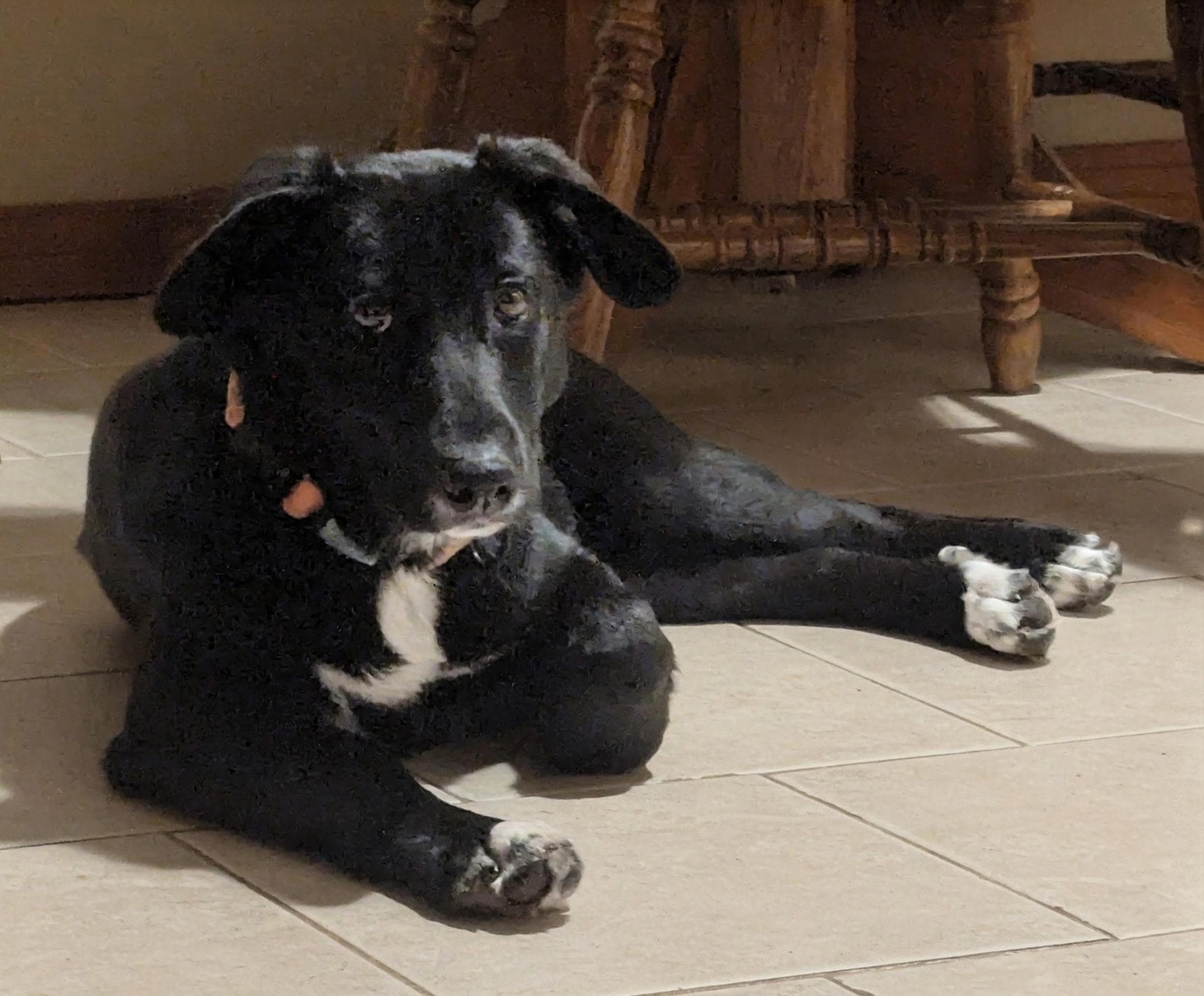 Olivia - Black Labrador Retriever available for adoption
