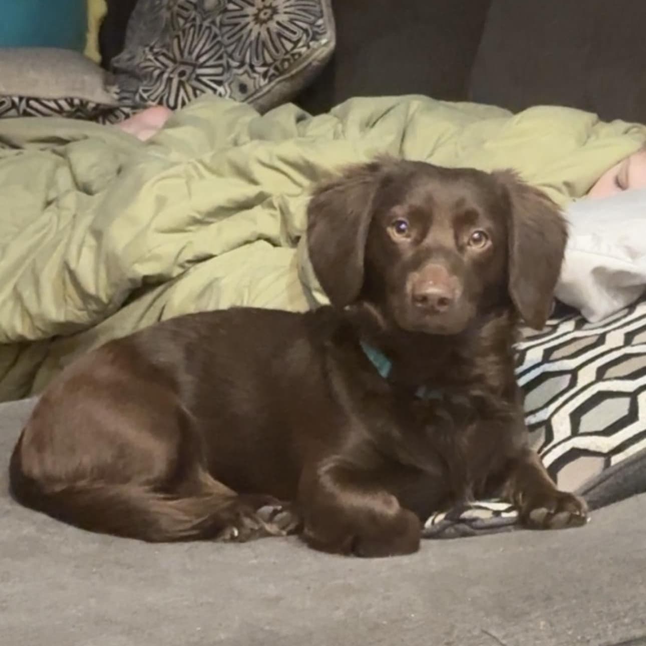 Bear - Dachshund available for adoption