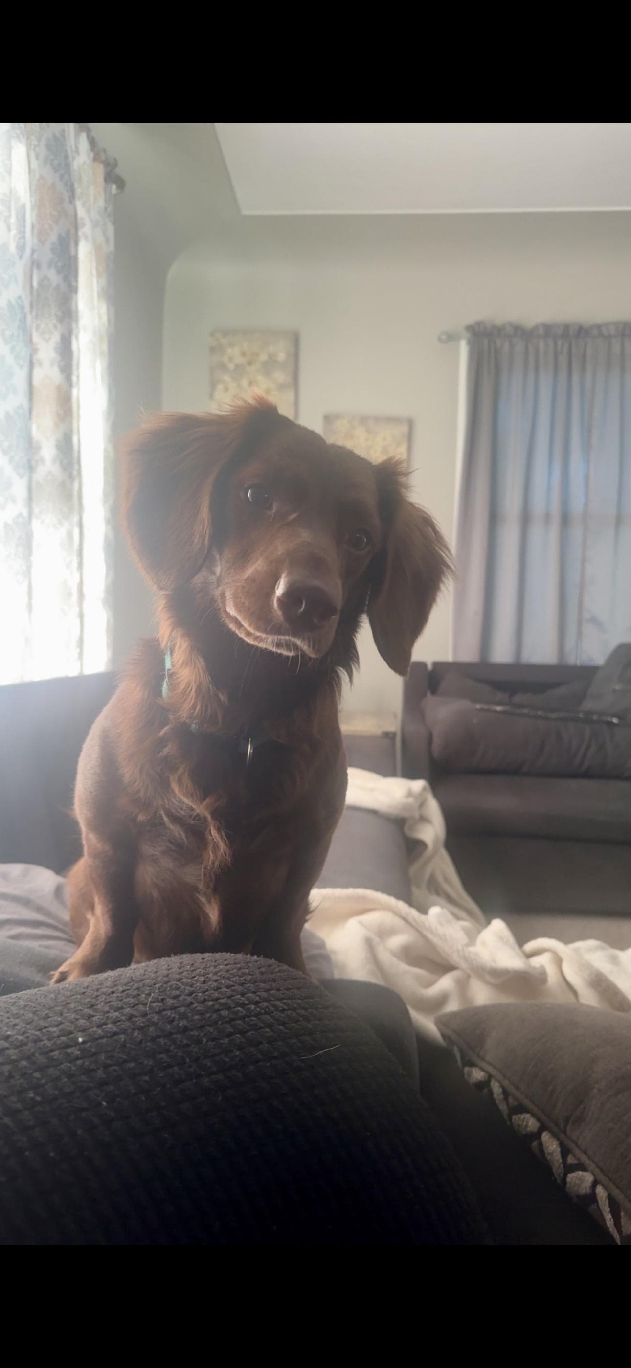 Bear - Dachshund available for adoption