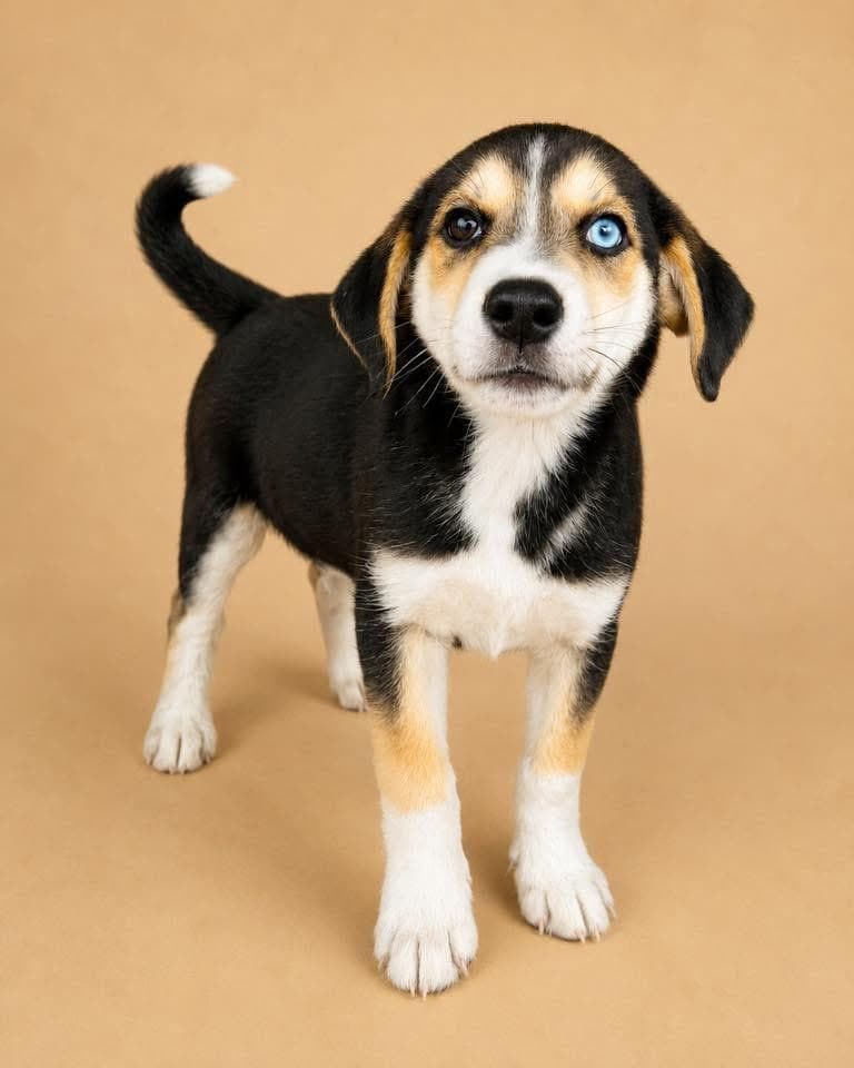 Abby 2 - Beagle available for adoption