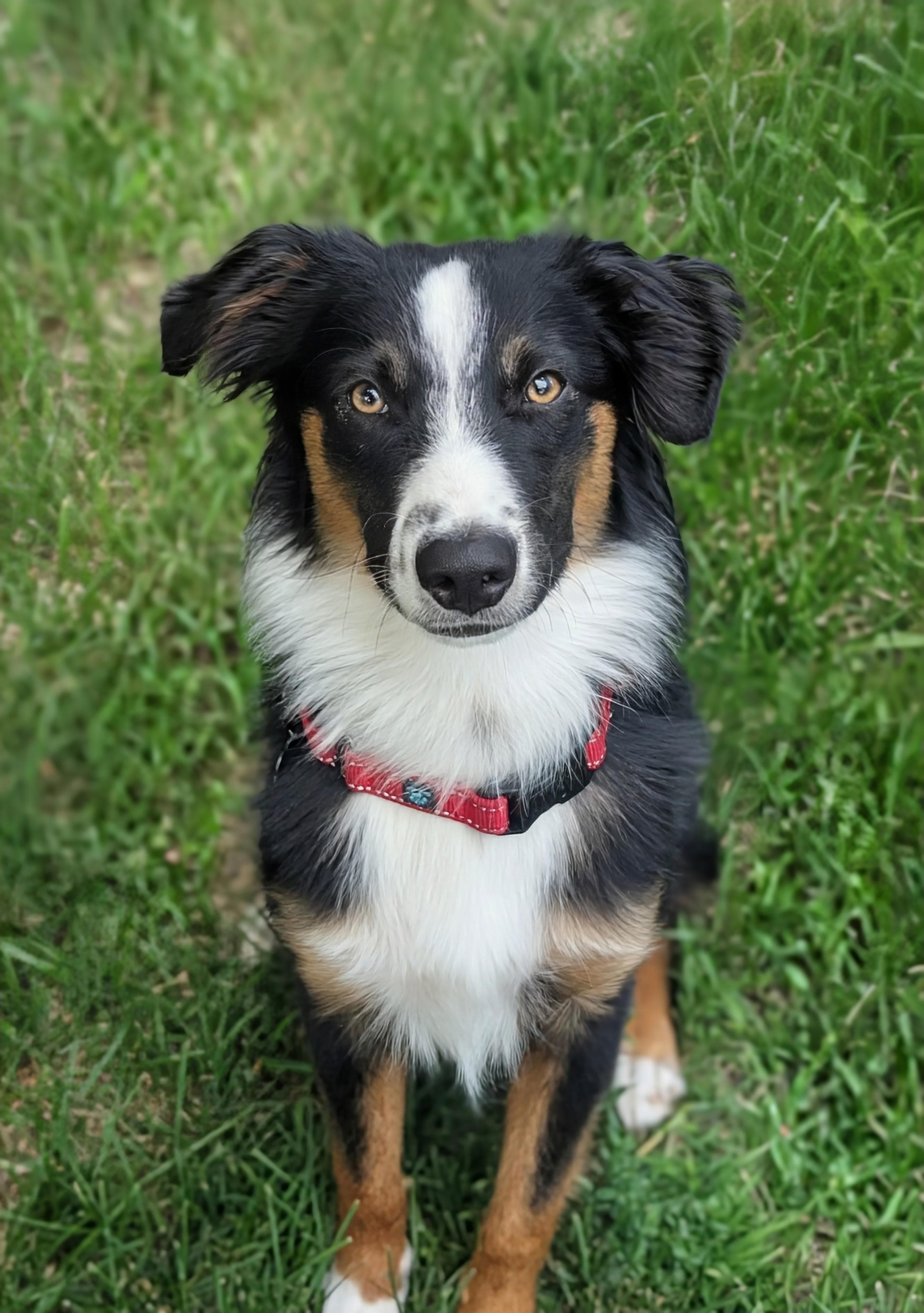Lukey - Australian Shepherd available for adoption