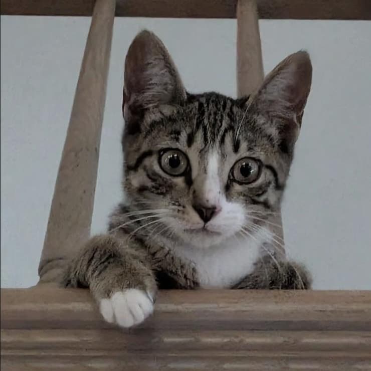 Lynx - Domestic Short Hair available for adoption