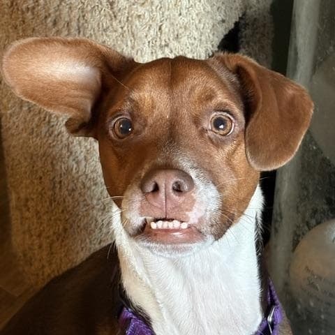 Frankie - Doberman Pinscher available for adoption