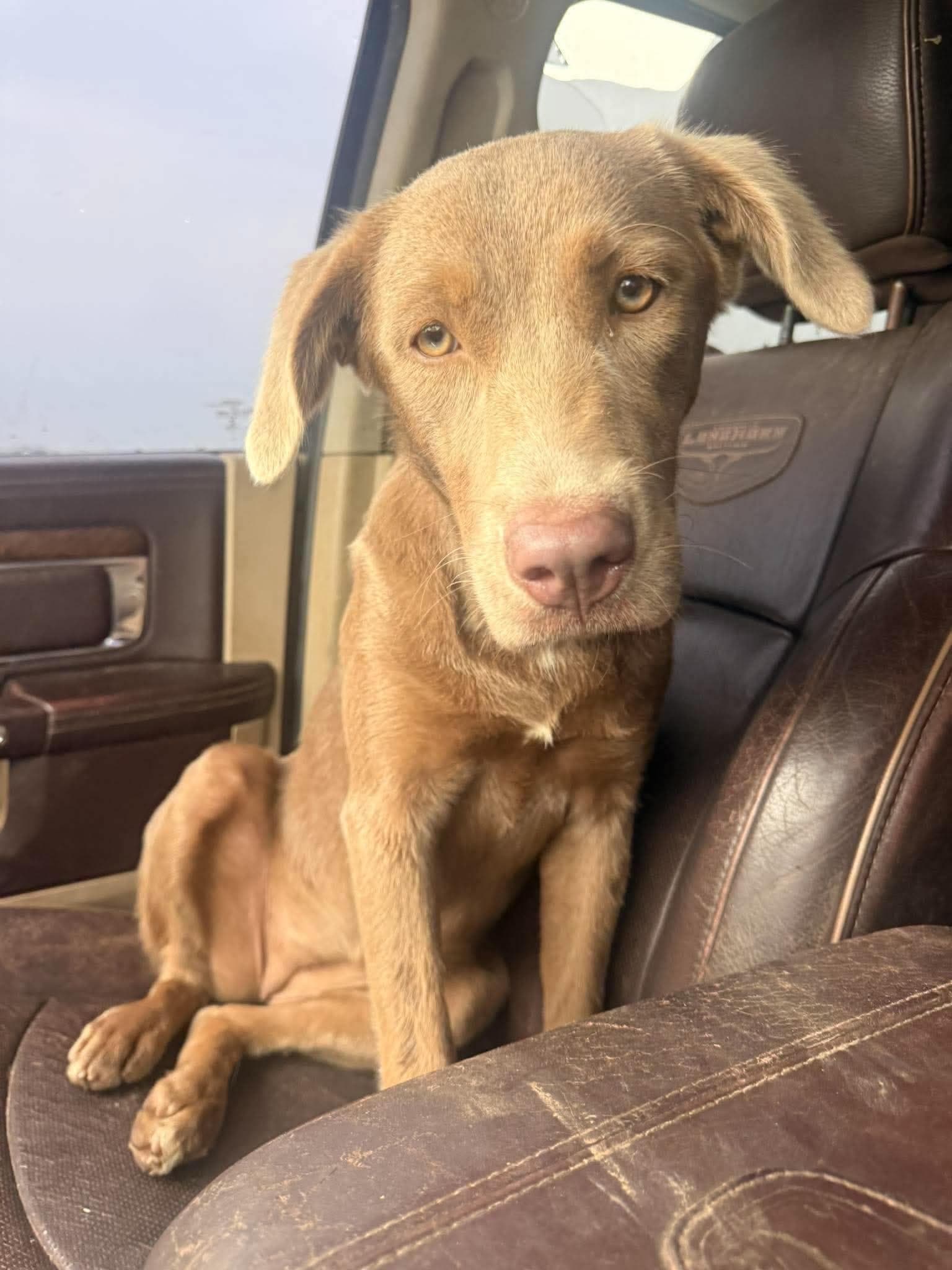Greta - Foster Needed - Labrador Retriever available for adoption