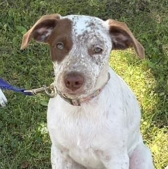 Willow - German Shorthaired Pointer available for adoption