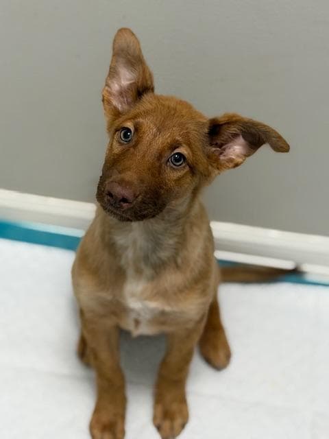 Daisy - Belgian Shepherd / Malinois available for adoption