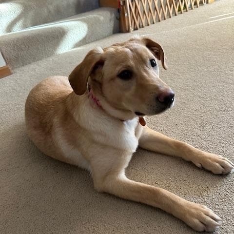 Kiara - Yellow Labrador Retriever available for adoption