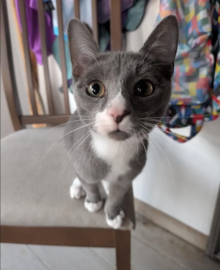 Hippo - Domestic Short Hair available for adoption