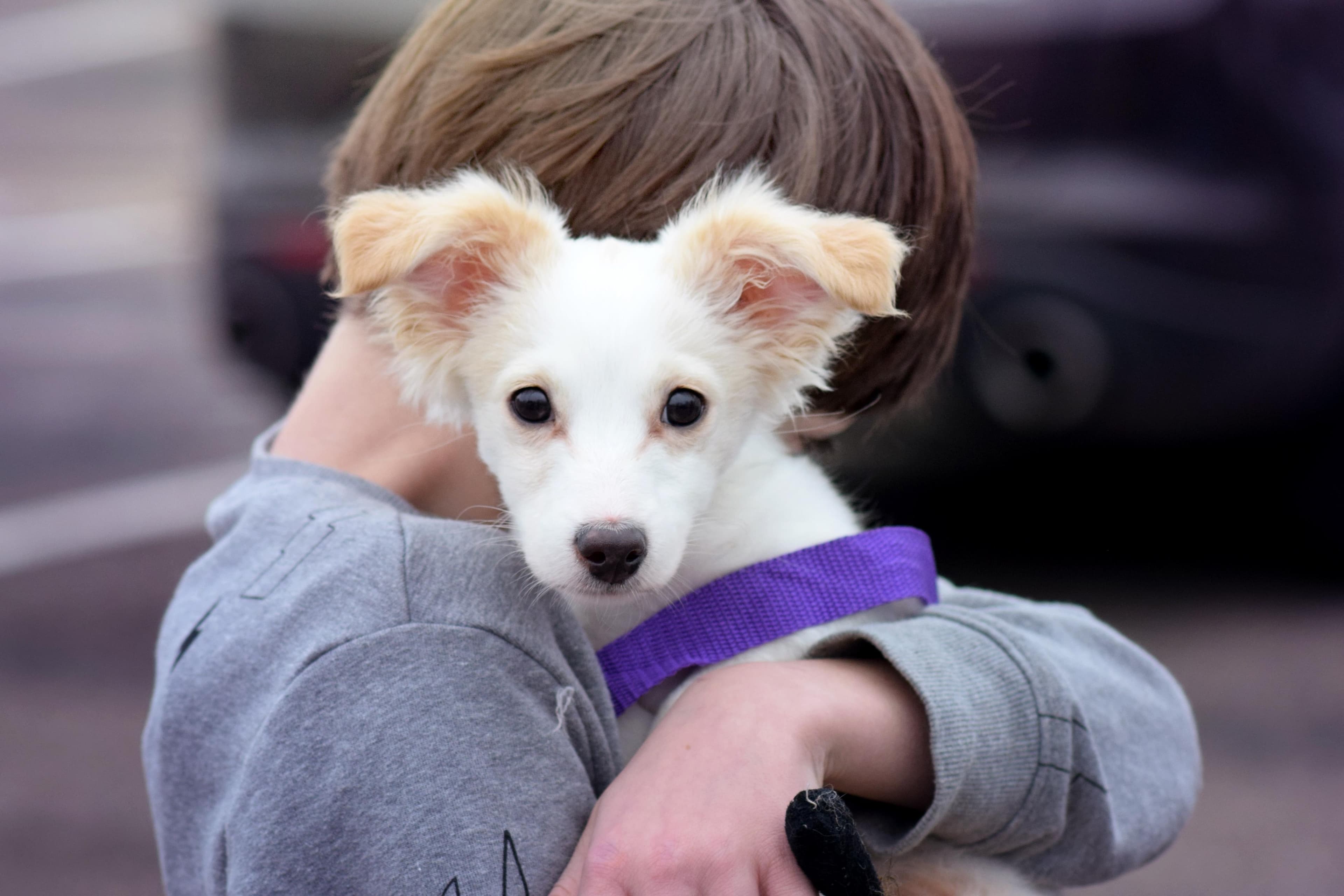 Jetson - Mixed Breed available for adoption