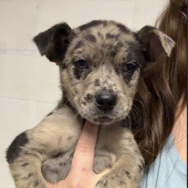 Moose - Mixed Breed available for adoption