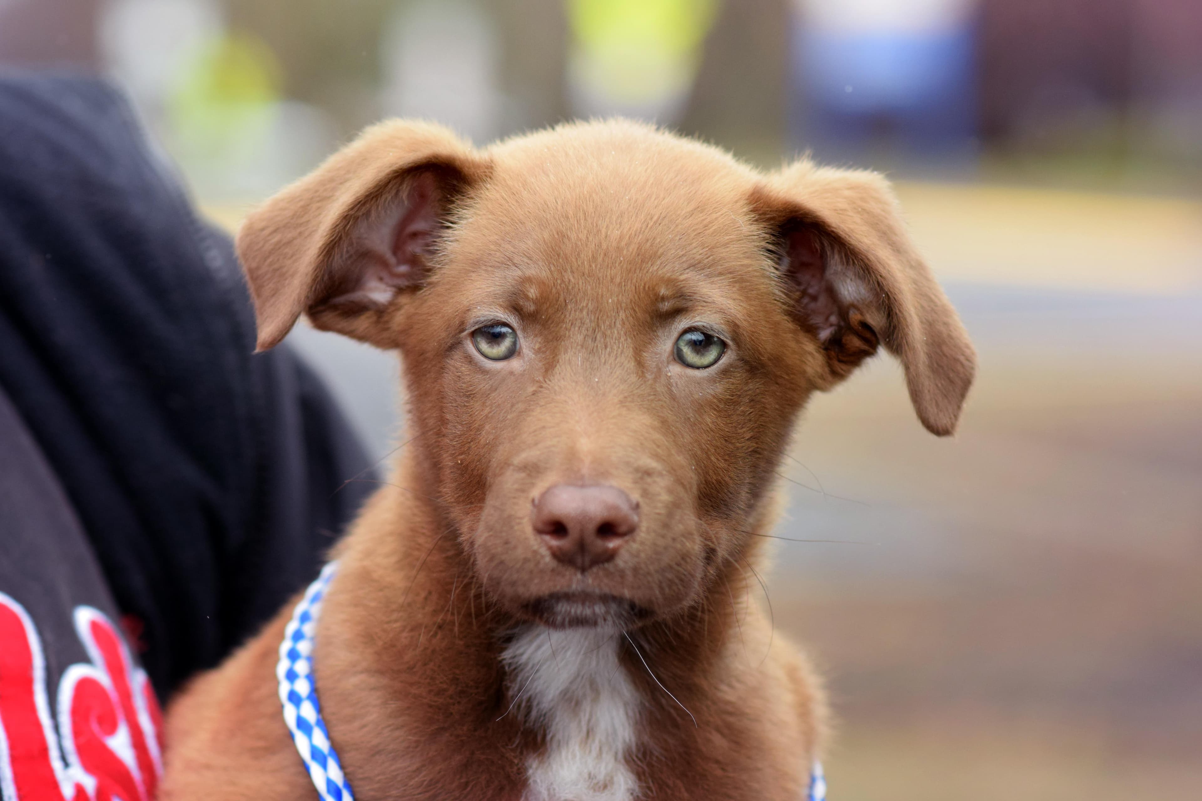 Chevy - Australian Shepherd available for adoption