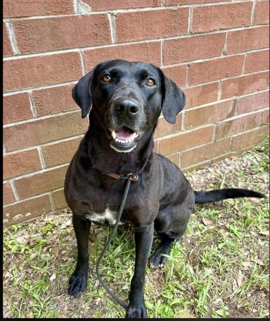Zelda - Black Labrador Retriever available for adoption