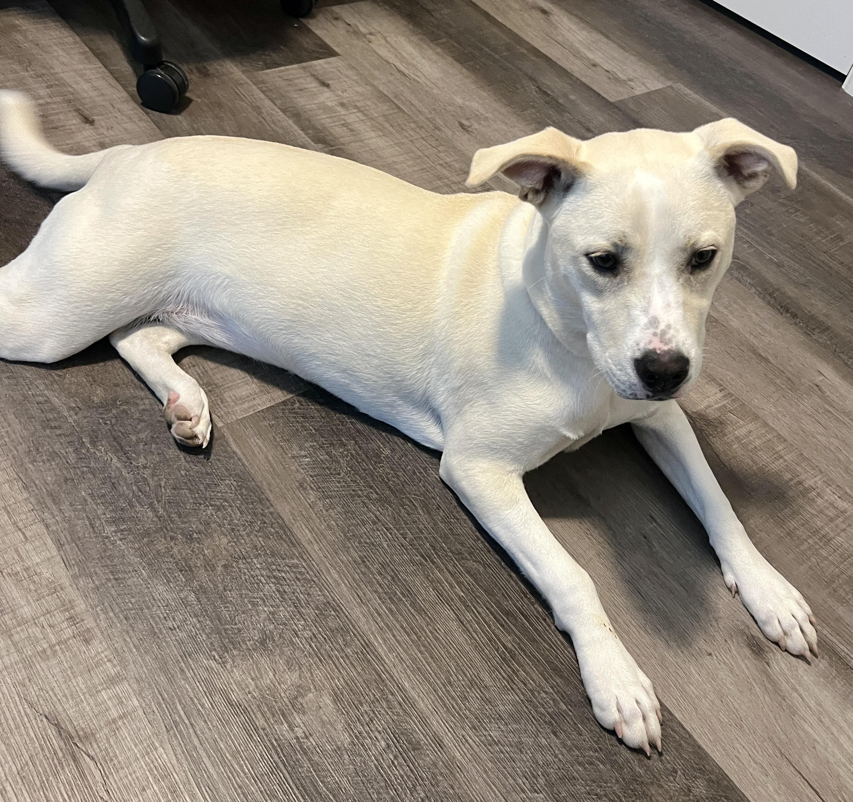 Zima - Husky available for adoption