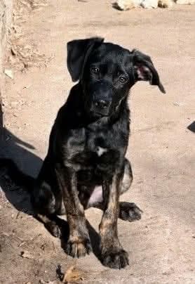 Pongo - Labrador Retriever available for adoption