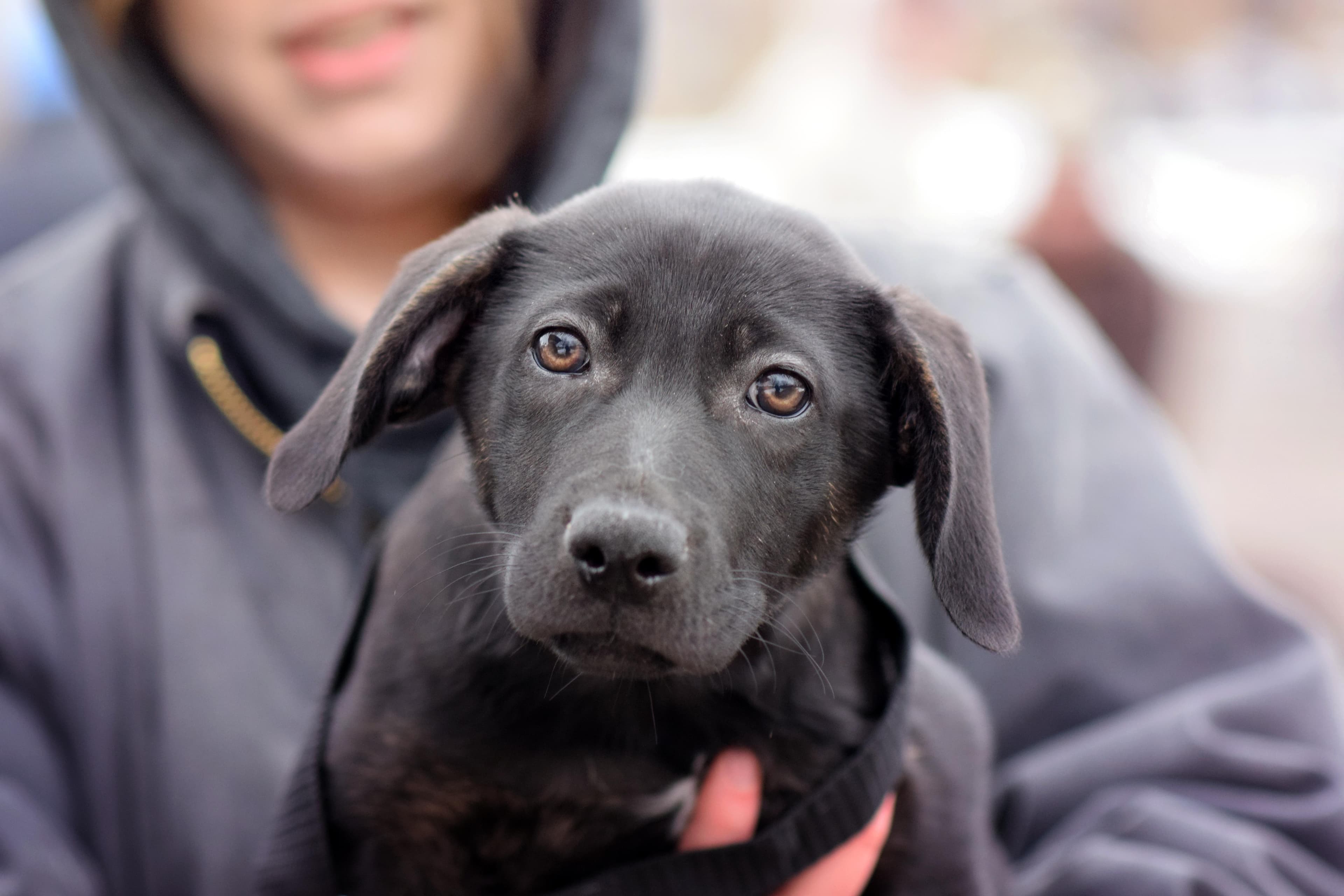 Pongo - Labrador Retriever available for adoption