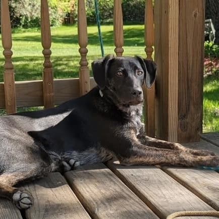 Pongo - Labrador Retriever available for adoption