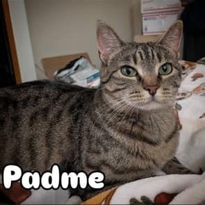 Padme - Domestic Short Hair available for adoption