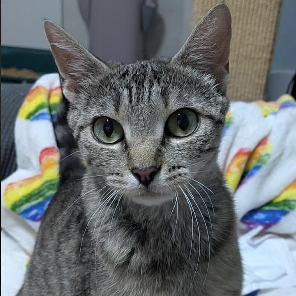 Padme - Domestic Short Hair available for adoption