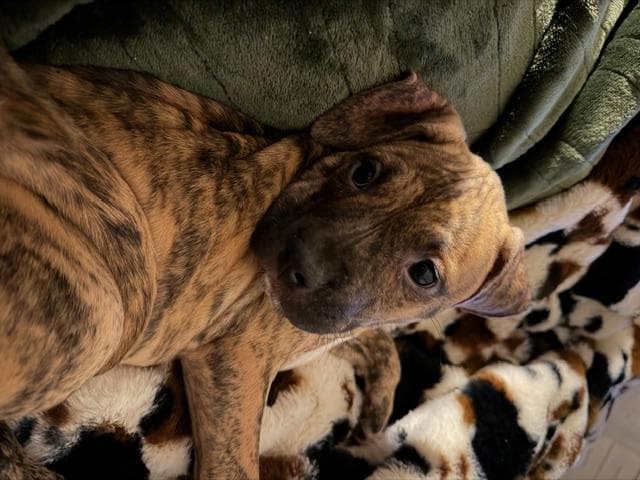 Skye - Great Dane available for adoption