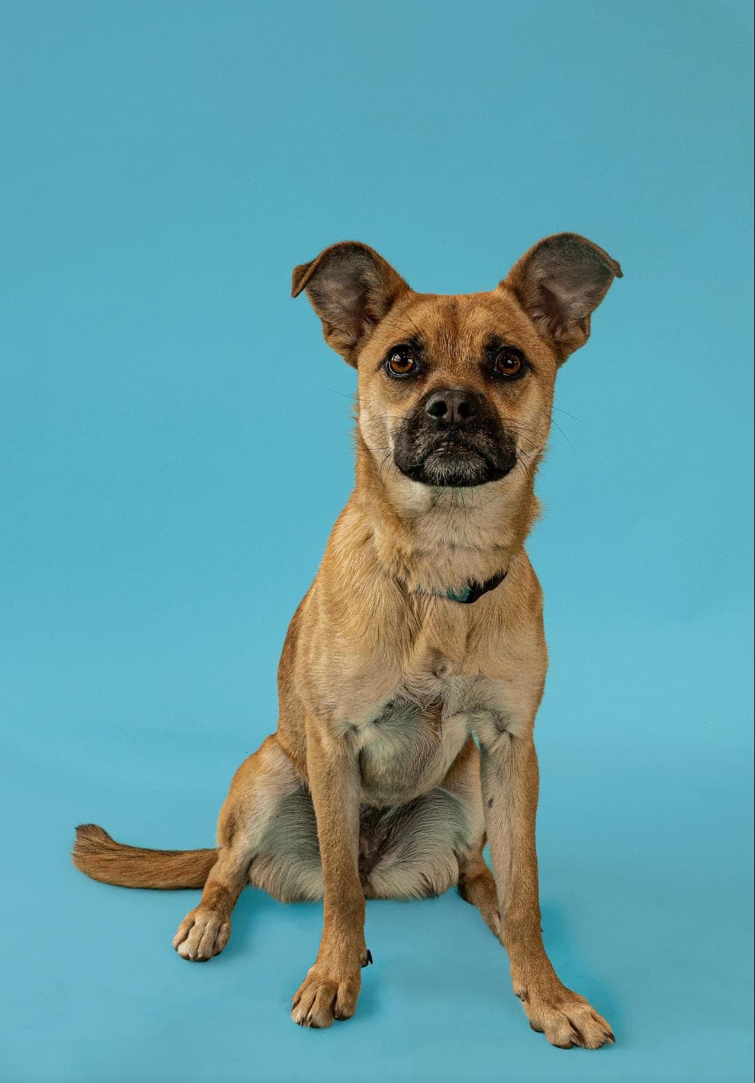 Torie - German Shepherd Dog available for adoption