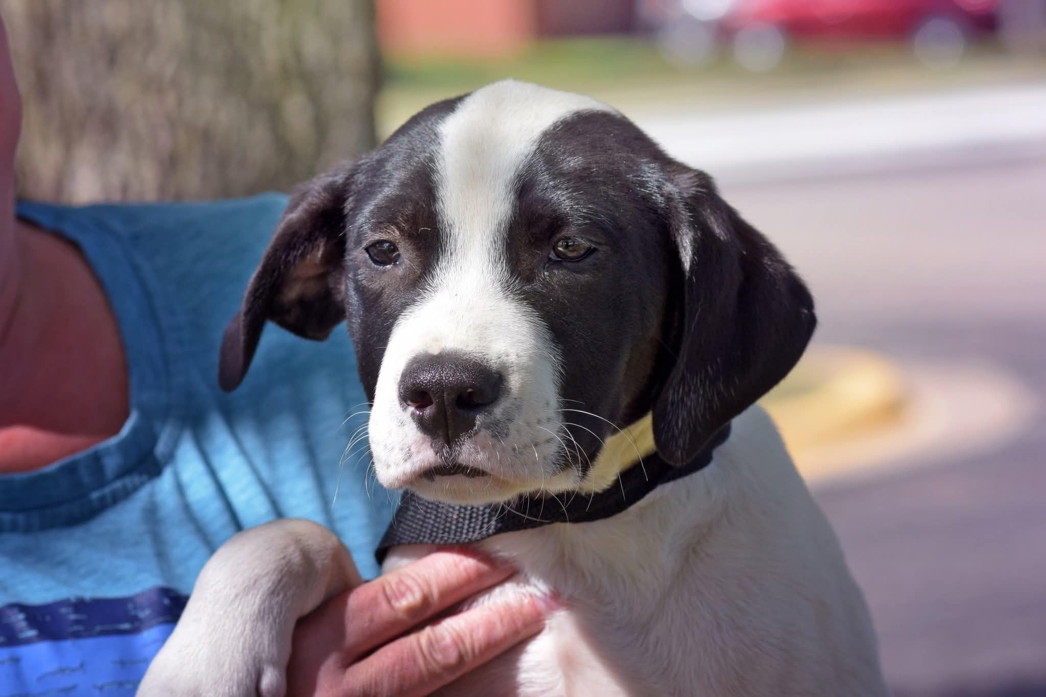 Hugo - Mixed Breed available for adoption