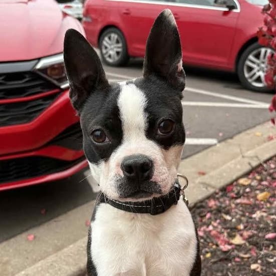 Hopscotch - Boston Terrier available for adoption