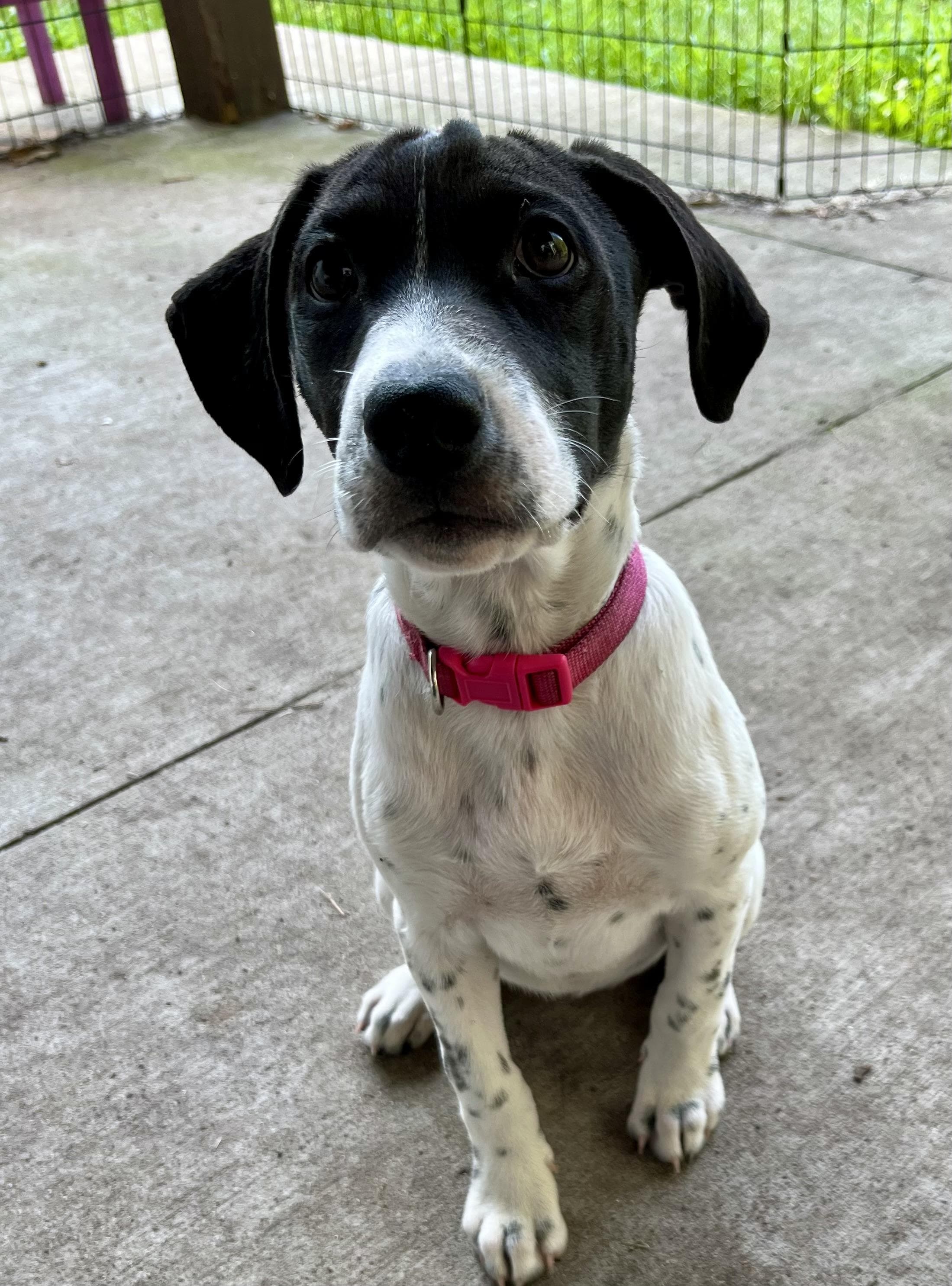 Poppy - Cattle Dog available for adoption