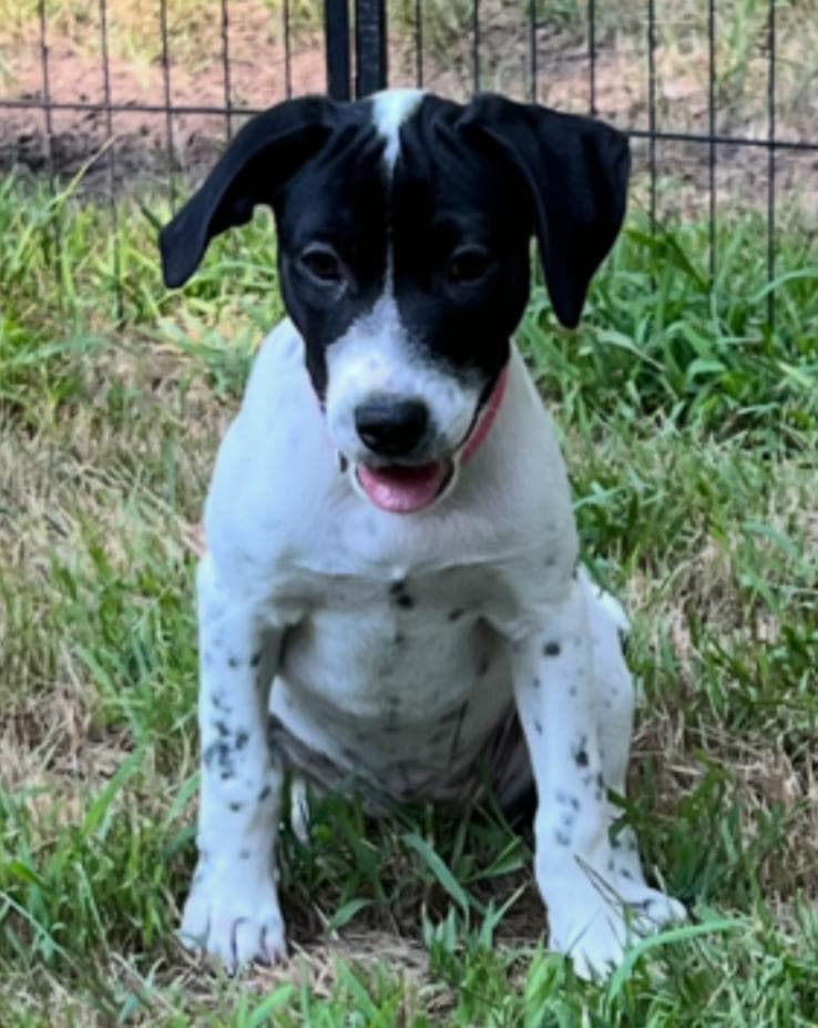 Poppy - Cattle Dog available for adoption