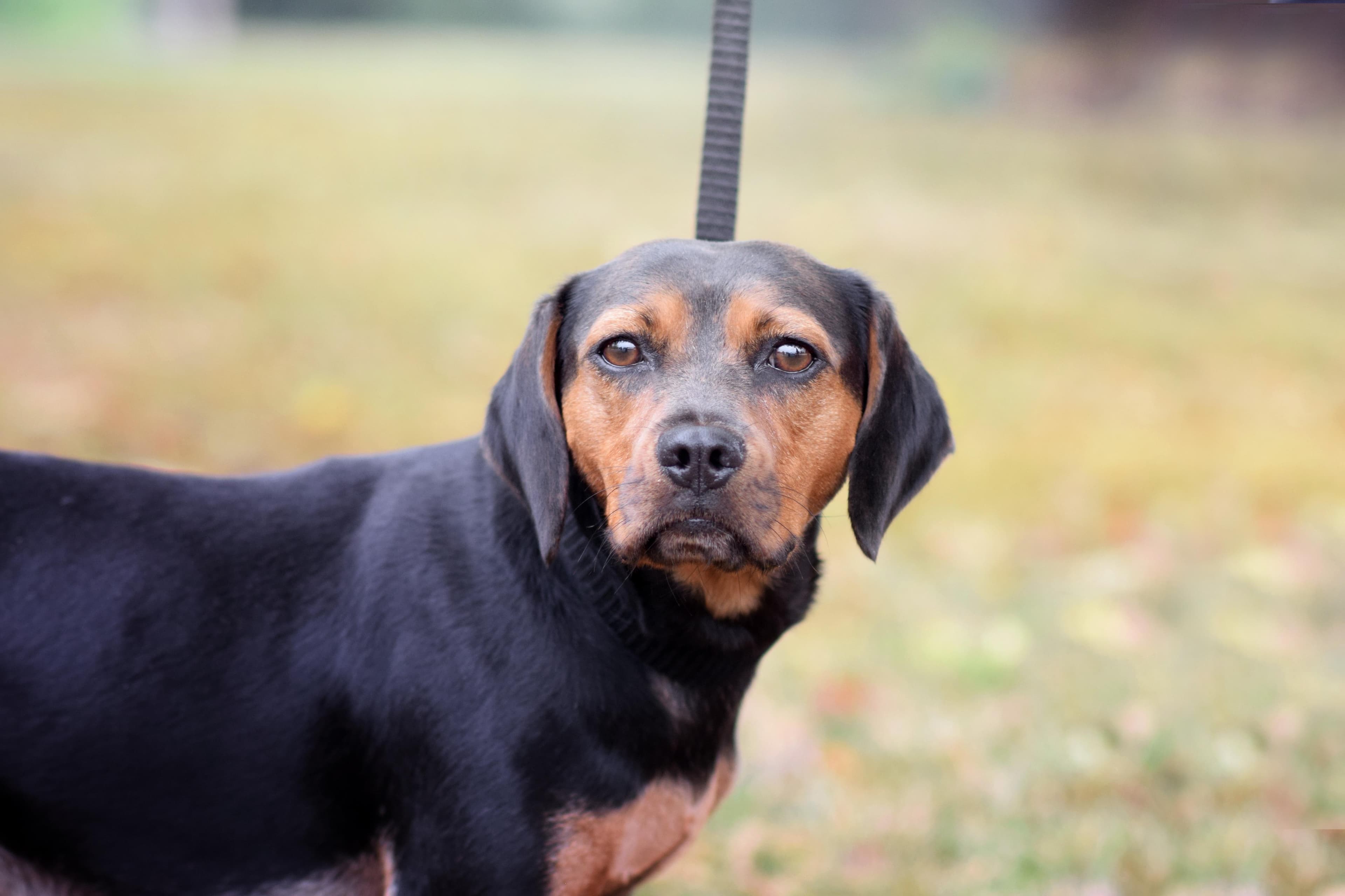 Luna - Beagle available for adoption