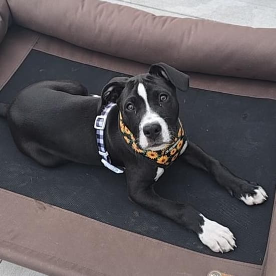 Bailee - American Bully available for adoption