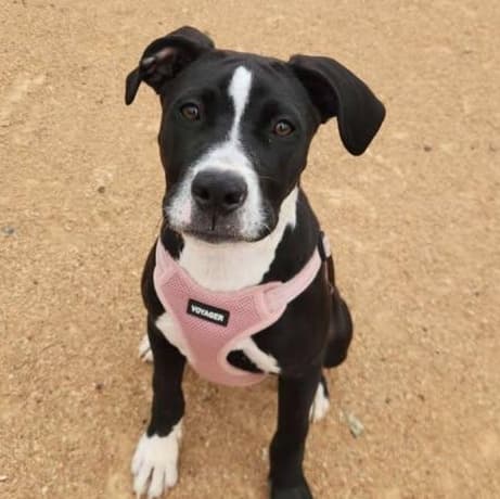 Bailee - American Bully available for adoption