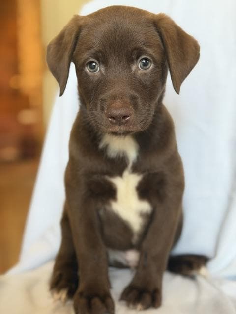 Pele - Chocolate Labrador Retriever available for adoption
