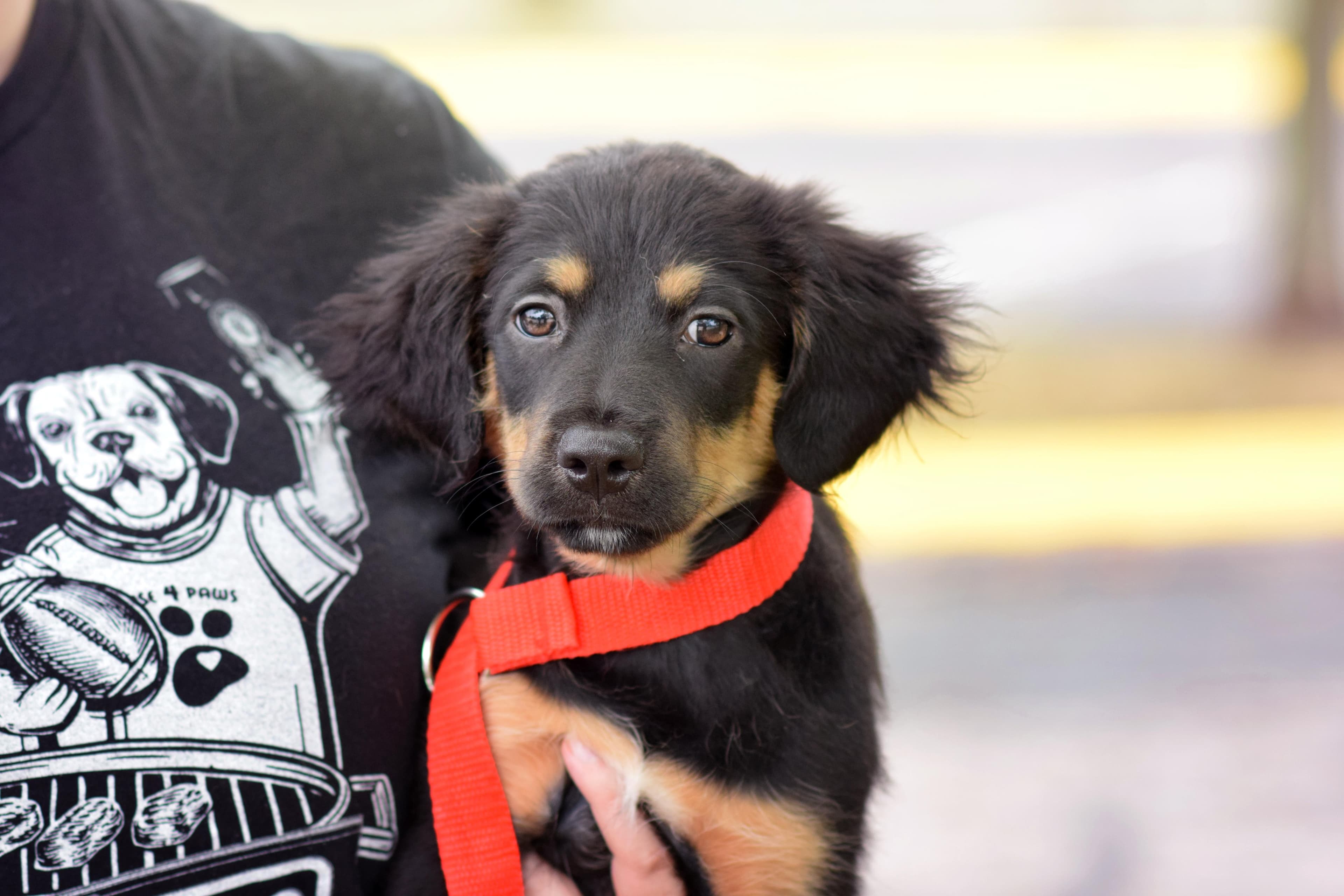 Pip - Mixed Breed available for adoption