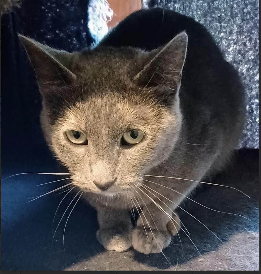 Mama Wren - Domestic Short Hair available for adoption