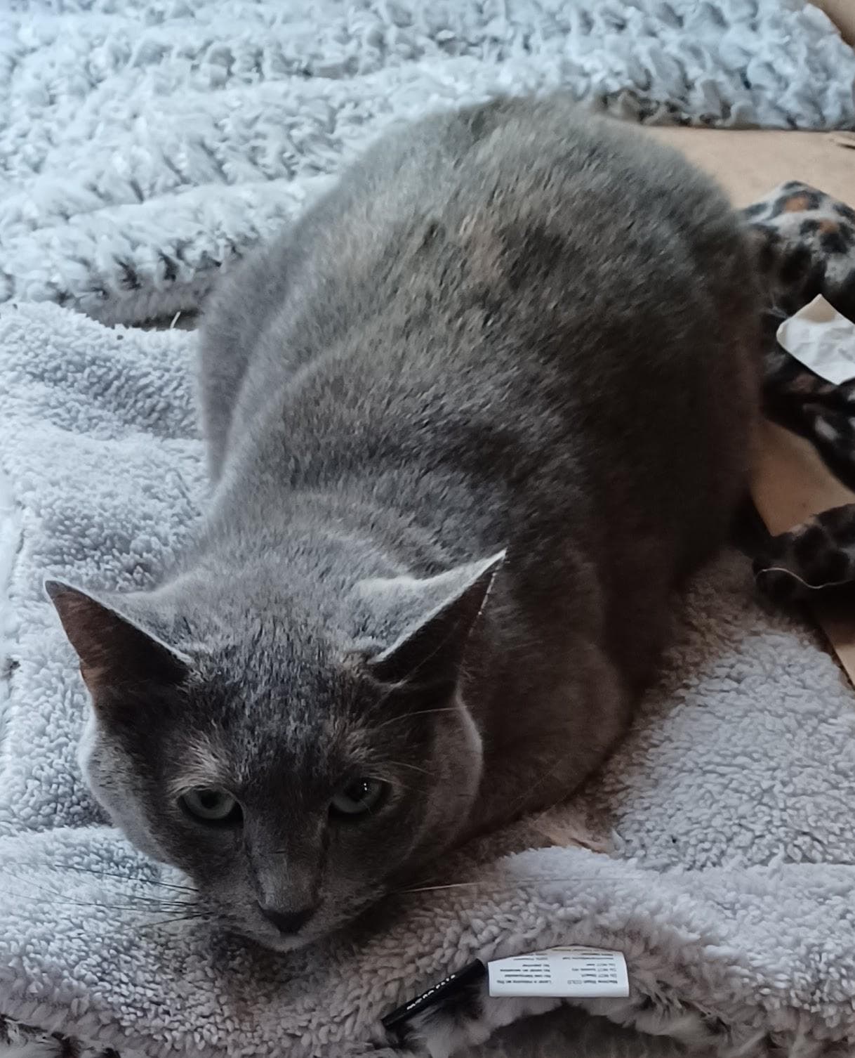 Mama Wren - Domestic Short Hair available for adoption