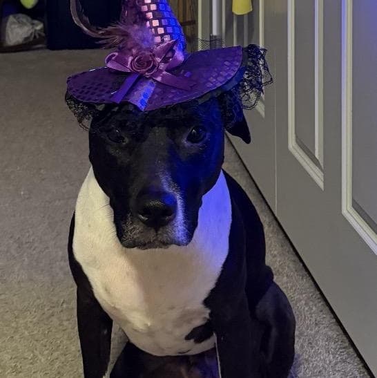 Bocephus - Black Labrador Retriever available for adoption