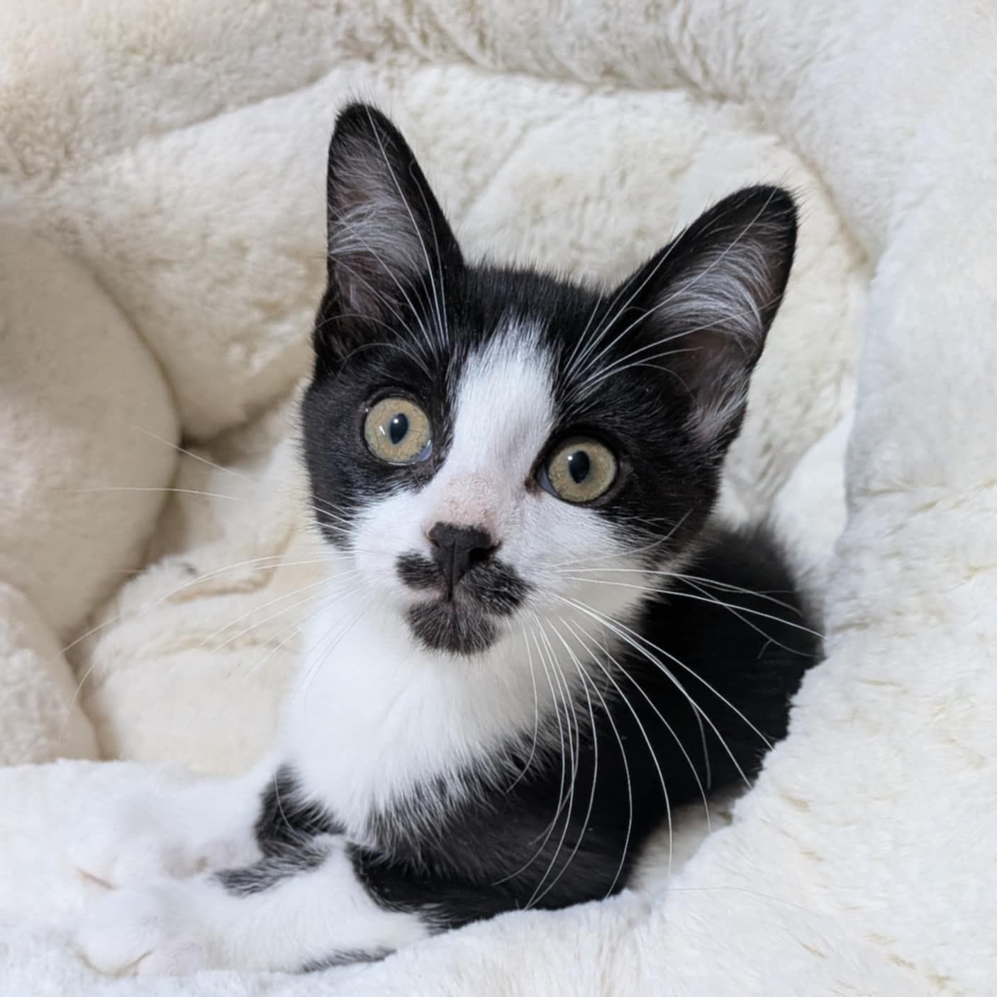 Ahsoka - Domestic Short Hair available for adoption